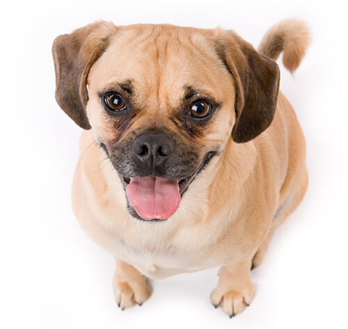 Puggles for sales adoption near me